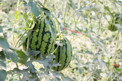 近期热门吃瓜网红,揭秘近期热门吃瓜网红背后的故事